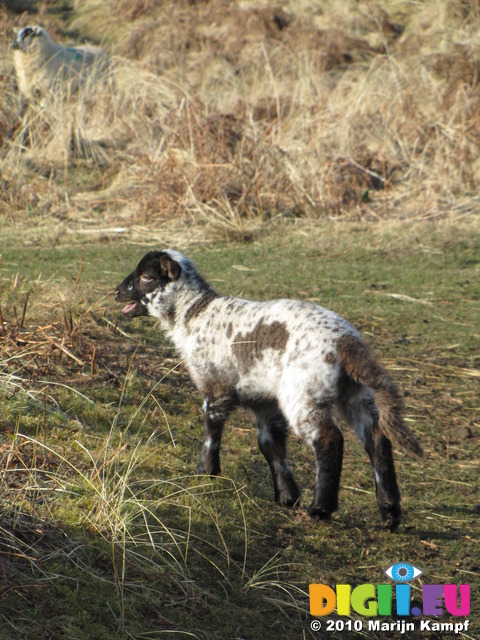 SX12855 Small black and white lamb